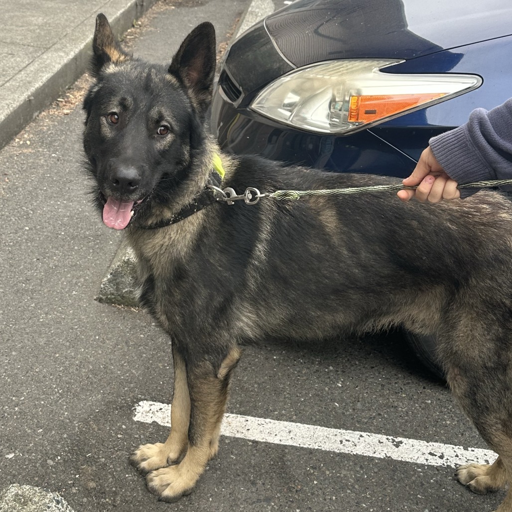 Shelter Stray Male Dog last seen , 2608 Center St, Tacoma, WA 98409, USA