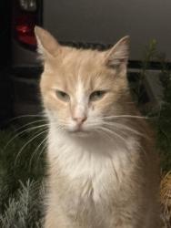 Found/Stray Female Cat last seen South lake park, Overland Park, KS 66212