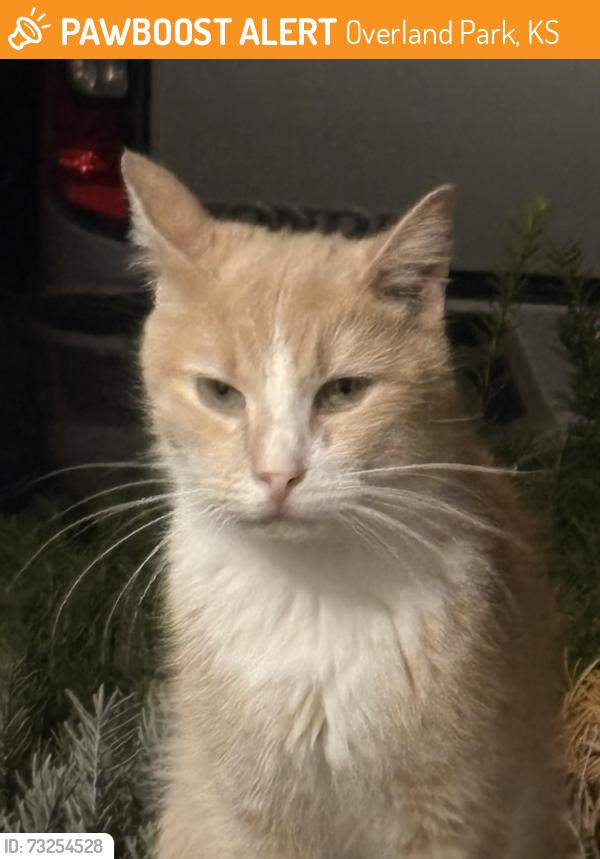 Found/Stray Female Cat last seen South lake park, Overland Park, KS 66212