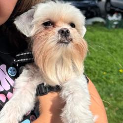Shelter Stray Female Dog last seen , 2608 Center St, Tacoma, WA 98409, USA