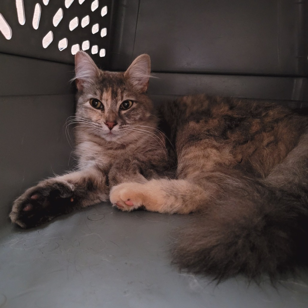 Shelter Stray Female Cat last seen , 2608 Center St, Tacoma, WA 98409, USA