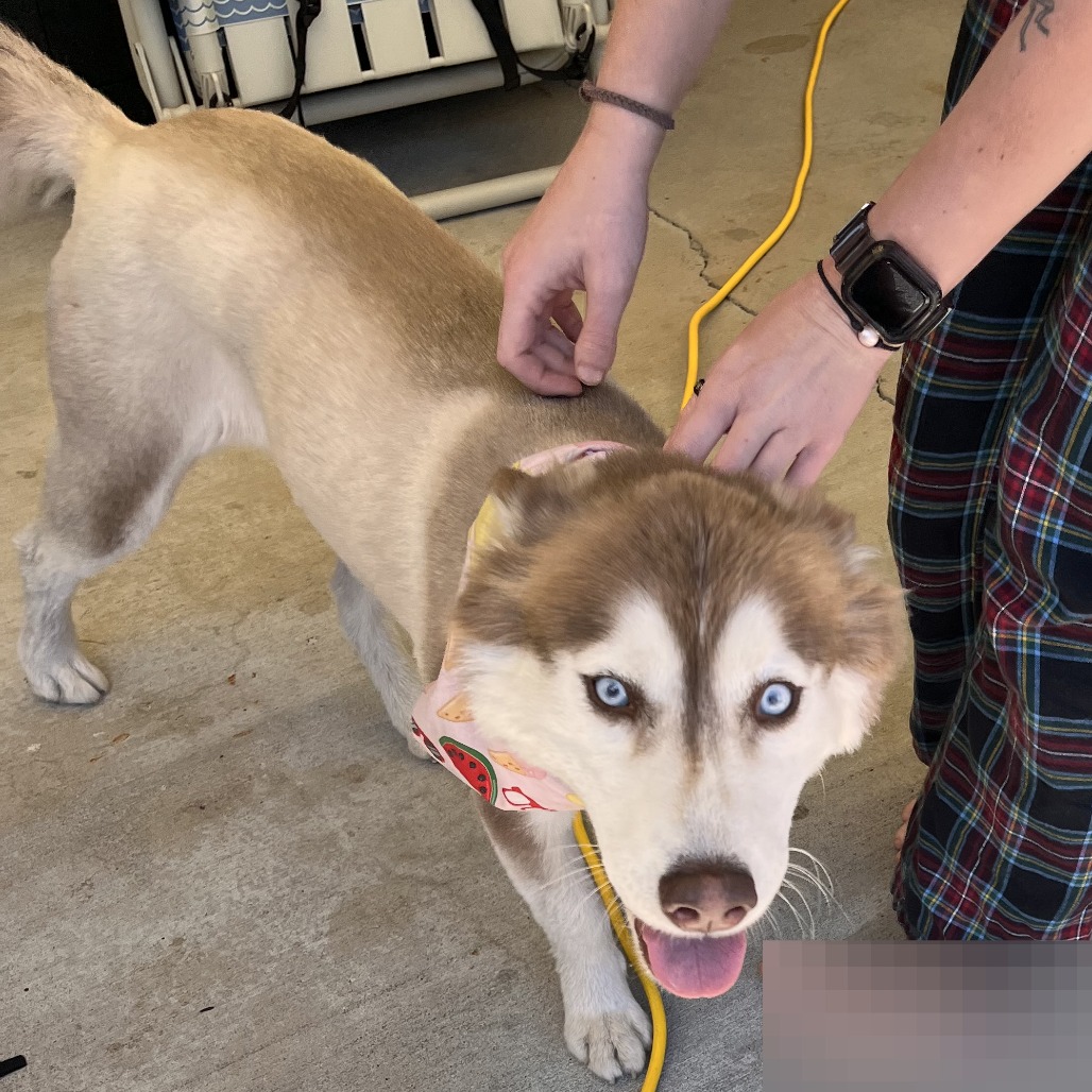 Shelter Stray Female Dog last seen , 2608 Center St, Tacoma, WA 98409, USA