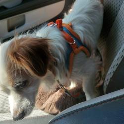 Shelter Stray Female Dog last seen , 2608 Center St, Tacoma, WA 98409, USA