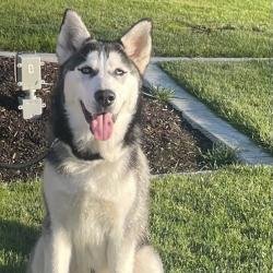 Shelter Stray Male Dog last seen , 2608 Center St, Tacoma, WA 98409, USA
