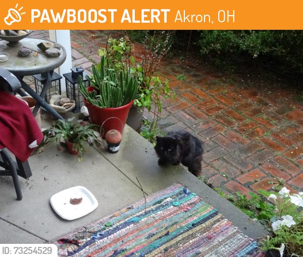Found/Stray Unknown Cat last seen Sand Run Rd. / Smith Rd. / Sourek Tr., Akron, OH 44313
