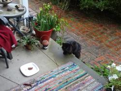 Found/Stray Unknown Cat last seen Sand Run Rd. / Smith Rd. / Sourek Tr., Akron, OH 44313