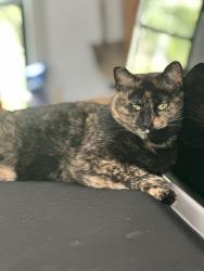 Lost Female Cat last seen Hook Rd and Stone Rd, Xenia, OH 45385