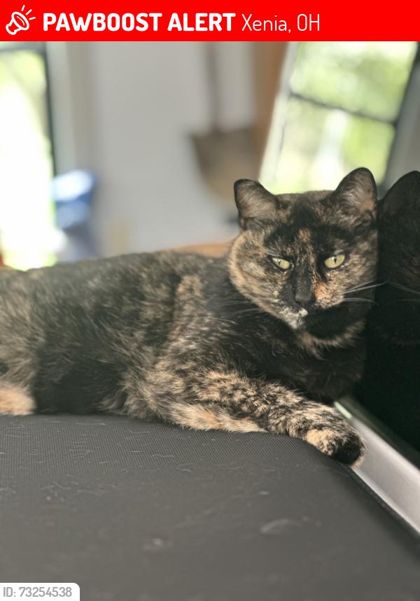 Lost Female Cat last seen Hook Rd and Stone Rd, Xenia, OH 45385