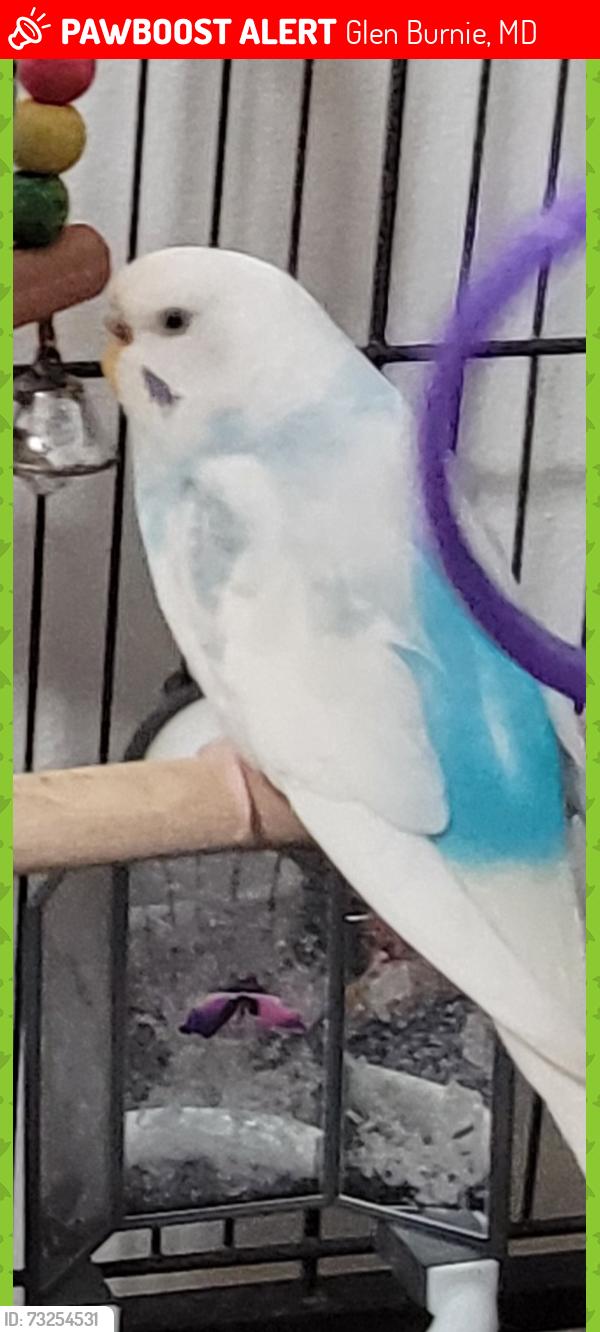 Lost Female Bird last seen Coventon st glen burnie, Glen Burnie, MD 21061