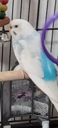 Lost Female Bird last seen Coventon st glen burnie, Glen Burnie, MD 21061