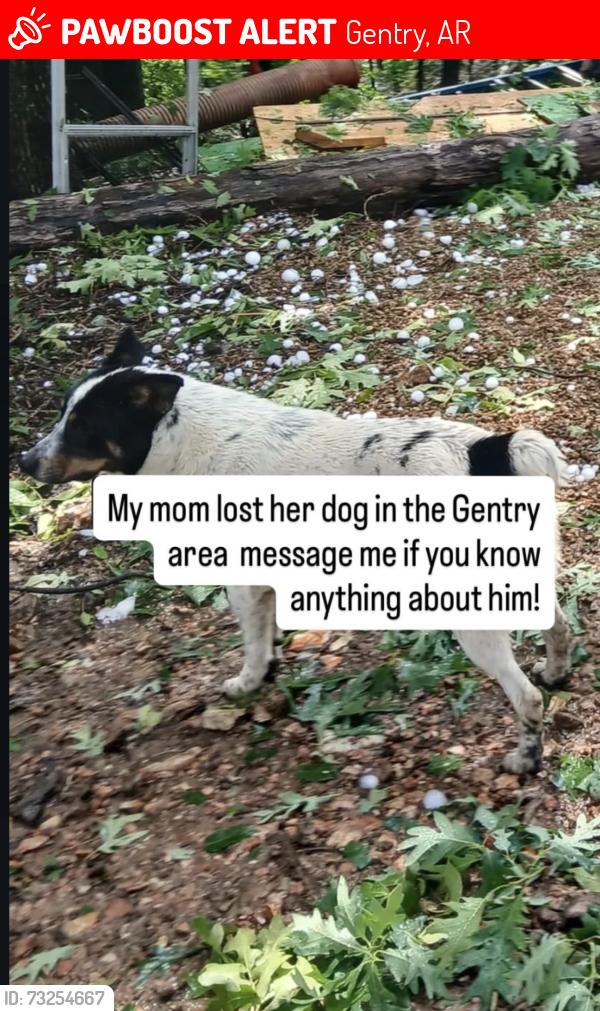 Lost Male Dog last seen Osage, Gentry, AR 72734