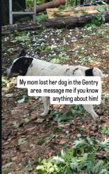 Lost Male Dog last seen Osage, Gentry, AR 72734