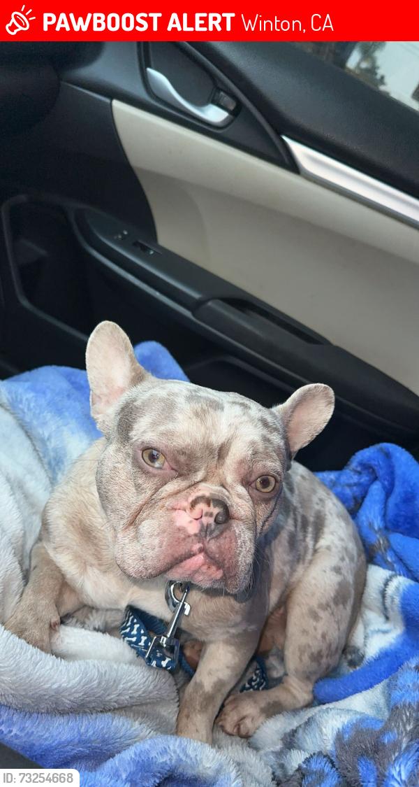 Lost Male Dog last seen winton park, Winton, CA 95388
