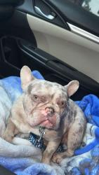 Lost Male Dog last seen winton park, Winton, CA 95388