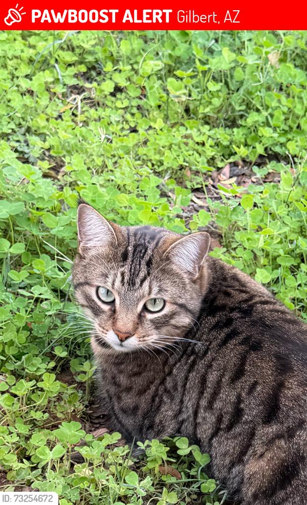 Lost Male Cat last seen Gilbert and Ray Rd, Gilbert, AZ 85233