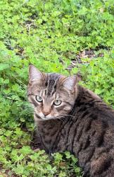 Lost Male Cat last seen Gilbert and Ray Rd, Gilbert, AZ 85233
