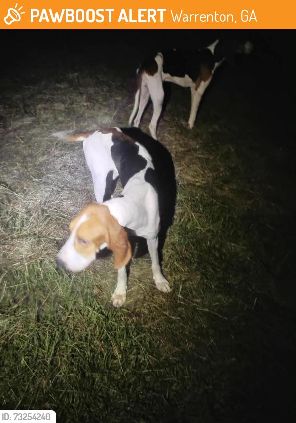 Found/Stray Male Dog last seen he was near end if rabun rd yesterday mirning but went missing again this time he hasnt shown up i need to find him his owner is wanting him back!, Warrenton, GA 30828