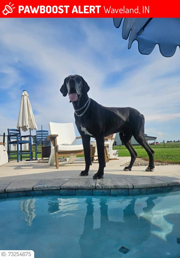 Lost Male Dog last seen Near s 325 w Waveland, IN, Waveland, IN 47989