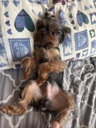 Reunited Male Dog last seen Trevino ln, Benbrook, TX 76126
