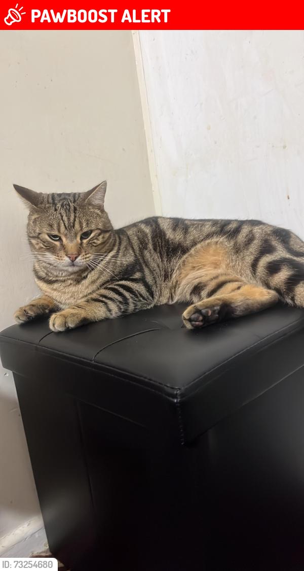 Lost Male Cat last seen in the enclosed street last seen ub49eh, Greater London, England UB4 9EH