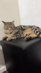 Lost Male Cat last seen in the enclosed street last seen ub49eh, Greater London, England UB4 9EH