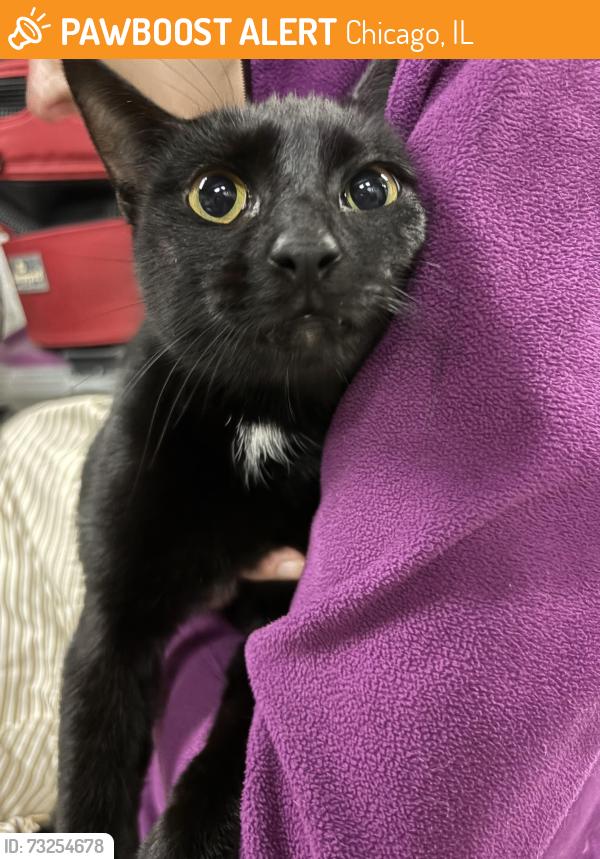 Found/Stray Female Cat last seen Foster, Berwyn, Chicago, IL 60640