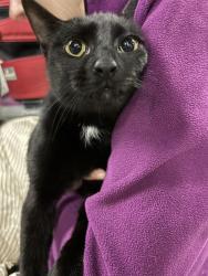 Found/Stray Female Cat last seen Foster, Berwyn, Chicago, IL 60640