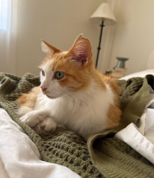 Reunited Male Cat last seen Near Torres Dr. and Imperial Dr. in Glendale, CA, Glendale, CA 91207