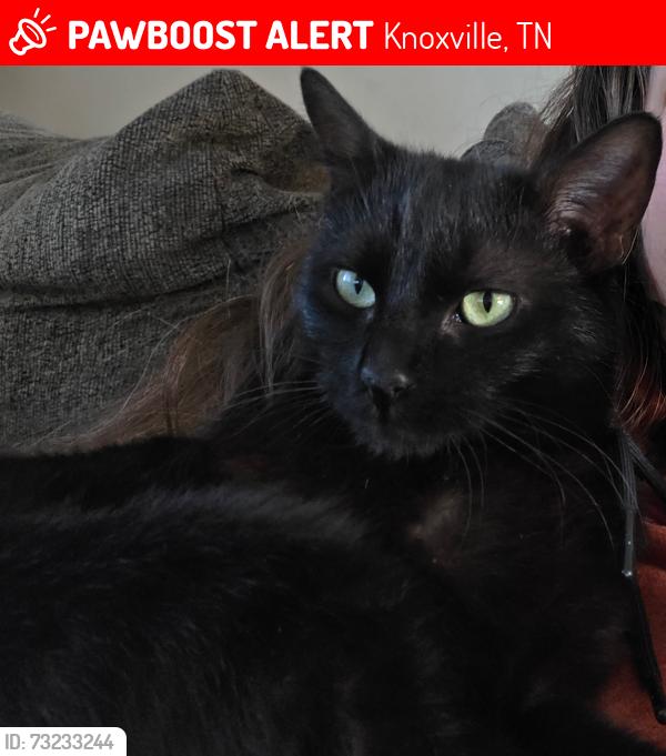 Lost Female Cat last seen Walpine lane and Pinex, Knoxville, TN 37921