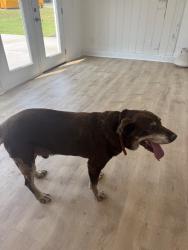 Found/Stray Male Dog last seen Mcdougald road, Lillington, NC 27546