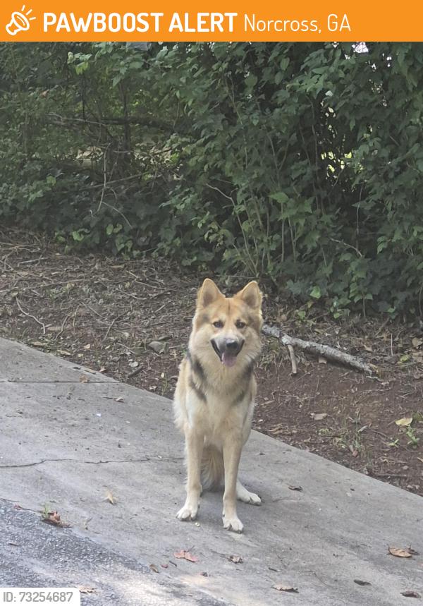 Found/Stray Male Dog last seen Van Eyck Way, Norcross, GA 30071