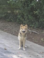 Found/Stray Male Dog last seen Van Eyck Way, Norcross, GA 30071