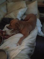 Lost Female Dog last seen Thermal rd, Austin, TX 78728