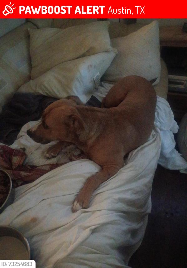 Lost Female Dog last seen Thermal rd, Austin, TX 78728