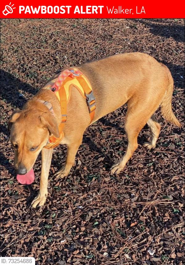 Lost Female Dog last seen Walker Road North and Kane Market Road, Walker, LA 70785