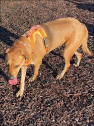 Lost Female Dog last seen Walker Road North and Kane Market Road, Walker, LA 70785