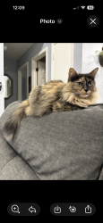 Lost Female Cat last seen Tucker, St. Cloud, FL 34772