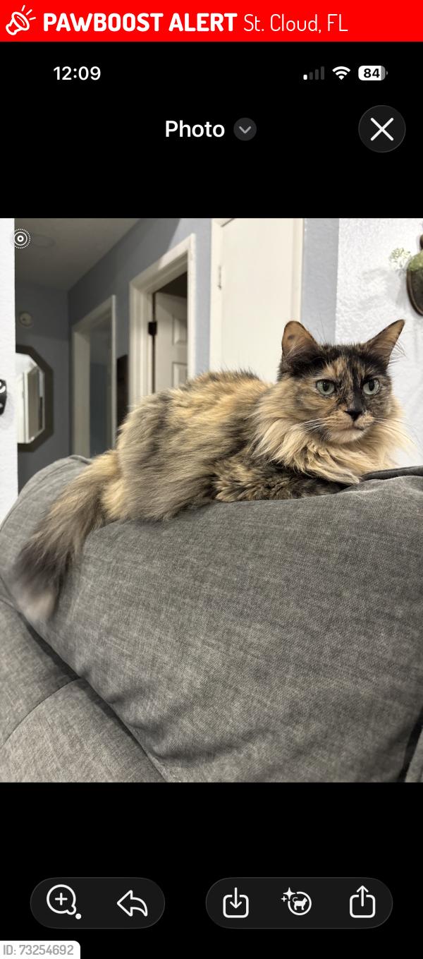 Lost Female Cat last seen Tucker, St. Cloud, FL 34772