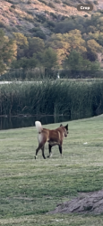 Found/Stray Unknown Dog last seen Comanche Dr., Buffalo Springs, TX 79366