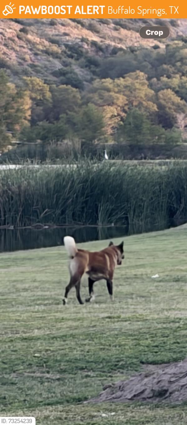 Found/Stray Unknown Dog last seen Comanche Dr., Buffalo Springs, TX 79366
