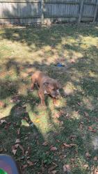 Lost Male Dog last seen Peerless and washtenaw, Harper Woods, MI 48225