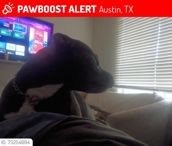 Lost Female Dog last seen Thermal rd, Austin, TX 78728
