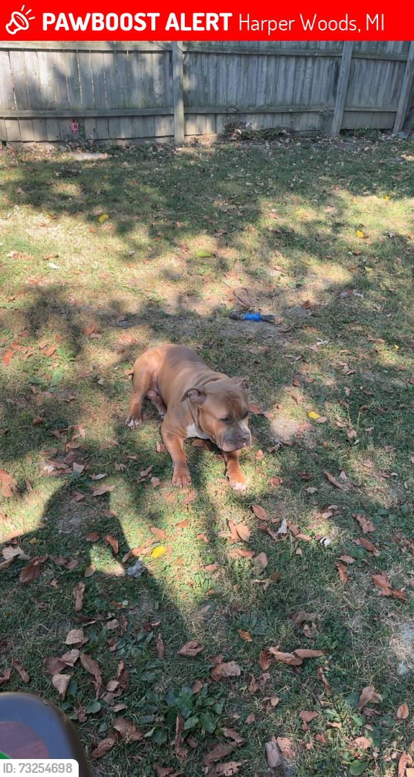 Lost Male Dog last seen Peerless and washtenaw, Harper Woods, MI 48225