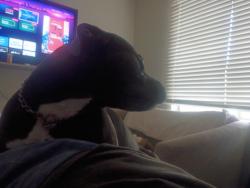 Lost Female Dog last seen Thermal rd, Austin, TX 78728