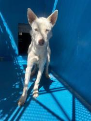 Shelter Stray Female Dog last seen Near BLK CHESTER AV, BAKERSFIELD, CA, 201 S Mt Vernon Ave, Bakersfield, CA 93307, USA