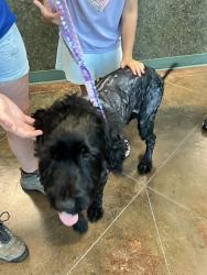 Shelter Stray Male Dog last seen AMBER CT, 31078 LA-36, Lacombe, LA 70445, USA