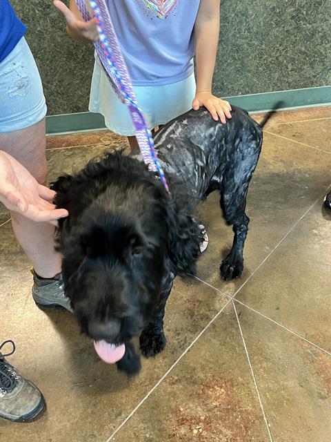 Shelter Stray Male Dog last seen AMBER CT, 31078 LA-36, Lacombe, LA 70445, USA