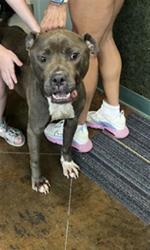 Shelter Stray Male Dog last seen 8TH ST, 31078 LA-36, Lacombe, LA 70445, USA