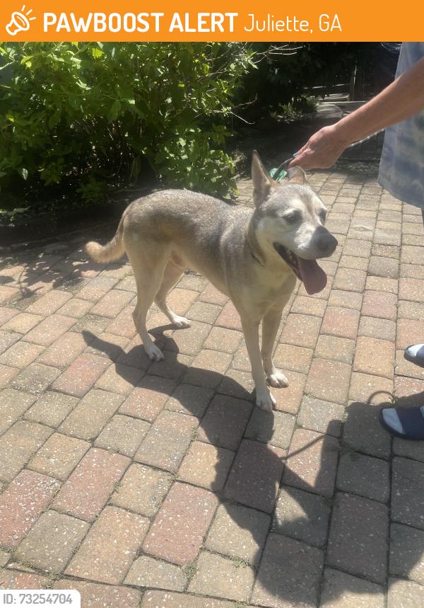 Found/Stray Male Dog last seen Pate Rd & Doe Run, Juliette, GA 31046