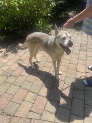 Found/Stray Male Dog last seen Pate Rd & Doe Run, Juliette, GA 31046
